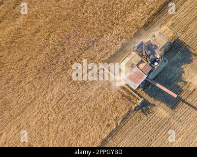 Ernte Weizenkörner und Erntegut aus der Vogelperspektive. Ernte von Weizen, Hafer, Gerste auf Feldern, Ranches und farmlands.Combines m Mähen im Erntemaschinen field.Agro-industry.Combine mit Weizenfeilen. Maschinenernte Stockfoto
