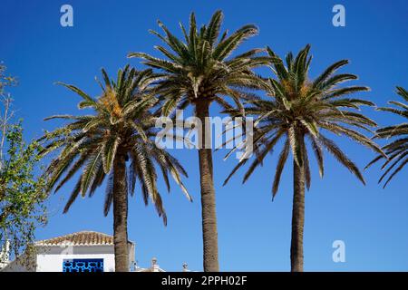 Palmen und Himmel im Hintergrund Stockfoto