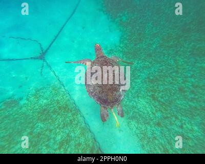 Die junge Hawksbill Turtle schwimmt in Nassau, Bahamas. Stockfoto