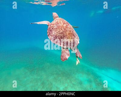 Die junge Hawksbill Turtle schwimmt in Nassau, Bahamas. Stockfoto