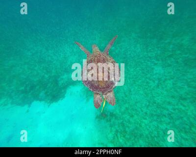 Die junge Hawksbill Turtle schwimmt in Nassau, Bahamas. Stockfoto