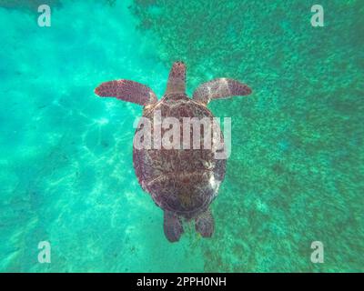 Die junge Hawksbill Turtle schwimmt in Nassau, Bahamas. Stockfoto