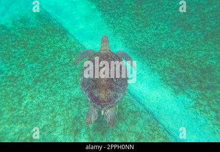 Die junge Hawksbill Turtle schwimmt in Nassau, Bahamas. Stockfoto