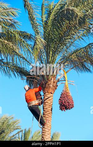 Ein Mann erntet Daten auf einer Palme. Arbeiterversammlungen, die auf Palmen wachsen Stockfoto