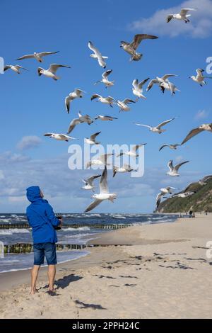 Ein Mann mit blauer Jacke füttert die Möwen, die über seinem Kopf fliegen, Ostsee, Miedzyzdroje, Polen Stockfoto