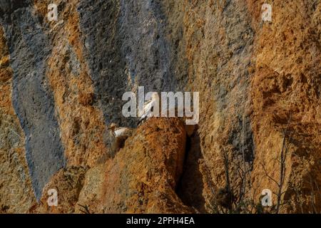 Ein Paar ägyptische Geier, hoch oben im Nest an einer Kalksteinmauer Stockfoto