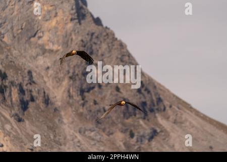 Zwei Erwachsene bärtige Geier, die in der Nähe von Berggipfeln fliegen Stockfoto