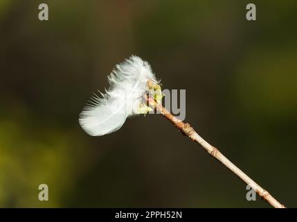 Eine weiße Vogelfeder, gefangen auf den Knospen eines blühenden Baumes in einem Wald. Stockfoto