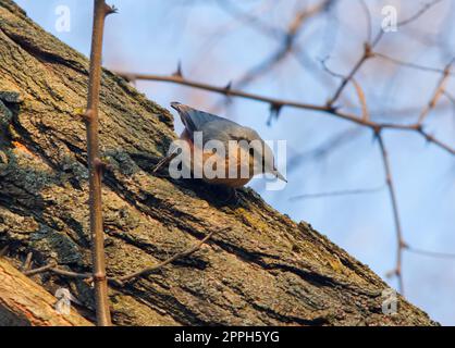 Sitta europaea, eurasischer Nacktschnecke oder Holznacktschnecke, die im Frühling auf dem Baumstamm saß, ein kleiner Vogel. Kurzschwanzvogel mit langem Schirm, blu Stockfoto