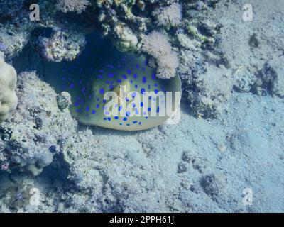 Blauer Stachelrochen versteckt sich unter Korallen auf dem Meeresboden Stockfoto