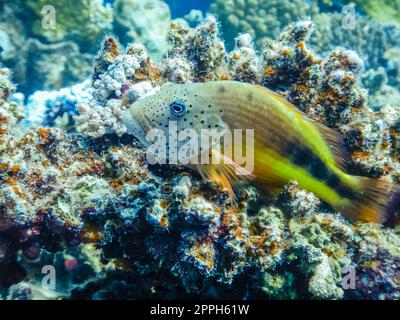 Korallenfische auf bunten Korallen in ägypten Stockfoto