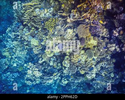 Verschiedene bunte Korallen im roten Meer in ägypten Stockfoto