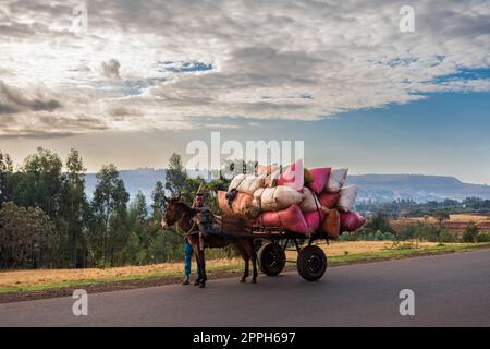 Mann mit Eselwagen, Äthiopien Stockfoto