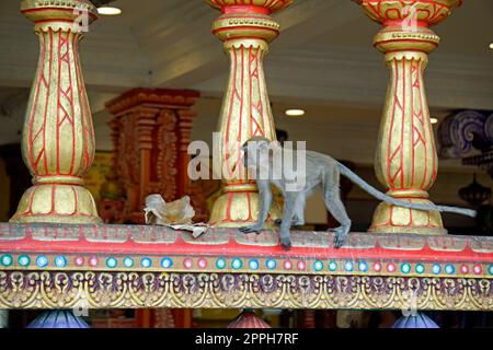 Die wilden Affen leben im batu Höhlentempel in kuala lumpur Stockfoto