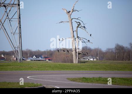 Mit Kormoranen gefüllter Baum am Armutspunktenreservoir Stockfoto