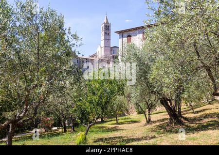 Olivenbäume im Dorf Assisi in Umbrien, Italien. Die Stadt ist berühmt für die wichtigste italienische Basilika, die dem St. Francis - San Francesco. Stockfoto