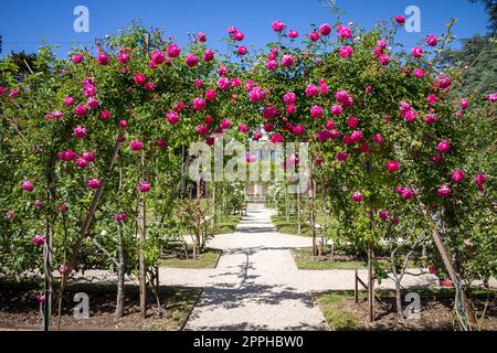 Rosenpergola in einem französischen Garten Stockfoto