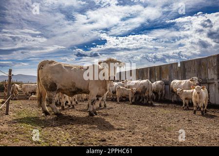 Süße Charolais-Kuh Stockfoto