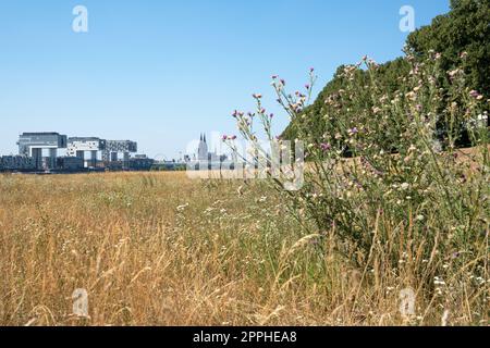 Dürre in Deutschland, ausgetrocknete Wiesen am Rhein Stockfoto