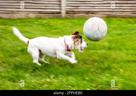 Wunderschöner Jack russell Terrier, der draußen mit einem Ball auf dem Rasen spielt Stockfoto