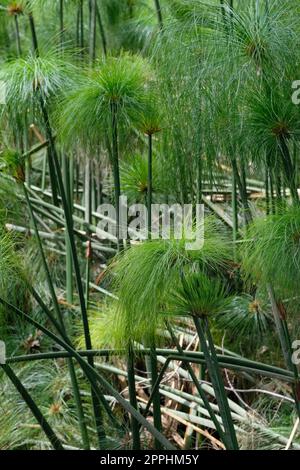 Papyrus, Cyperus papyrus, Papyrus-Sedge, Schilf, indische Mattierpflanze, Wildes Nilgras, Syrakus, Sizilien, Italien Stockfoto