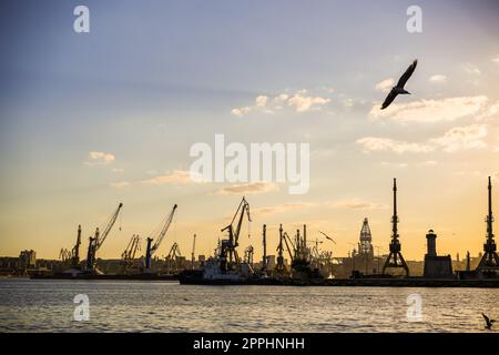 Containerterminal mit Kränen in einem Handelshafen Stockfoto