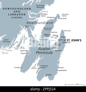 Avalon-Halbinsel, graue politische Karte. Teil der Insel Neufundland, vor der Küste des nordamerikanischen Festlands. Stockfoto