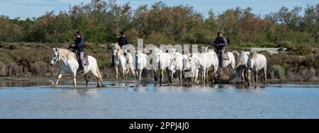 Weiße Pferde in Camargue, Frankreich. Stockfoto