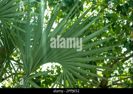 Viele leuchtend grüne tropische Blätter als Hintergrund. Grüne Textur des Palmenblattes. Naturhintergrund Stockfoto