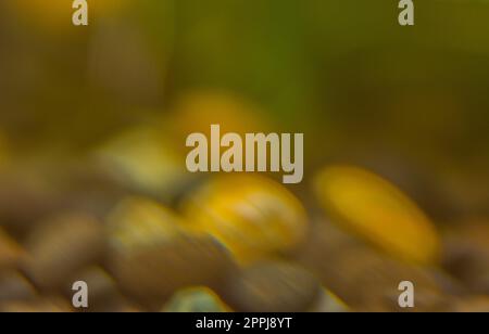 Verschwommener, farbenfroher Hintergrund zu weihnachten Stockfoto