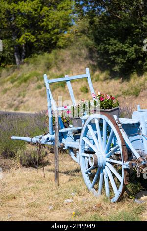 Blauer Holzwagen mit Lavendel Stockfoto