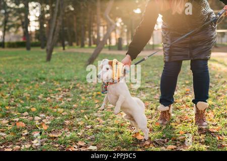 Haustierbesitzerin führt Hund Jack russell Terrier in lustigen Klamotten auf der Straße draußen Kopierraum. Tierpflegekonzept Stockfoto