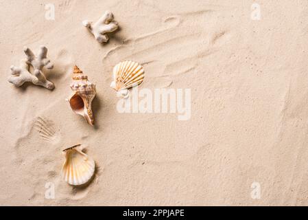 Muscheln auf Strandsand Hintergrund, flach liegend, Kopierraum. Sommerferienkonzept. Stockfoto