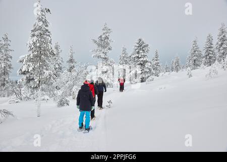 Schneeschuhwandern in Nordfinnland Stockfoto