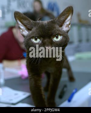 Die Katze von Devon Rex stand während der Katzenshow auf einem Richtertisch Stockfoto