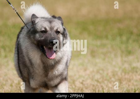 Entspannter norwegischer Elchhund-Spaziergang mit offenem Mund im Hundeshow-Ring Stockfoto