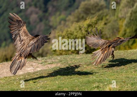 Ein Paar bärtige Geier, die nahe am Boden fliegen Stockfoto