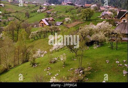 Brasov County, Rumänien, ca. 2000. Frühling in einem Dorf in großer Höhe. Stockfoto