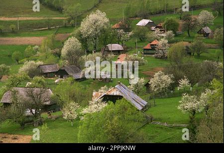 Brasov County, Rumänien, ca. 2000. Frühling in einem Dorf in großer Höhe. Stockfoto