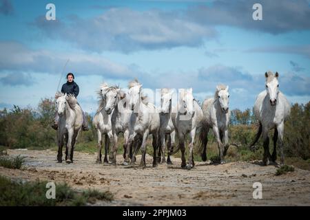 Weiße Pferde in Camargue, Frankreich. Stockfoto