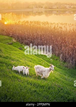 Eine Ziege mit zwei kleinen weißen Kindern, die Gras auf der frischen grünen Weide weidet. Idyllisches Frühlings-Sonnenlicht über dem See und dem goldenen Schilf Stockfoto