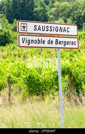 Weinberg von Saussignac in der Region Bergerac, Dordogne Deparment, Frankreich Stockfoto