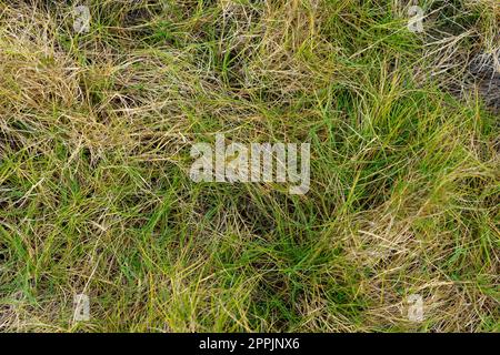 Nahaufnahme von oben auf das lange grüne Gras neben dem Wynnum North Mangrove Circuit, Queensland, Australien Stockfoto