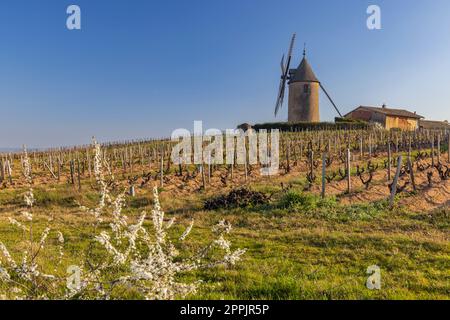 Frühlingsweinberge mit Windmühle Chenas in Beaujolais, Burgund, Frankreich Stockfoto