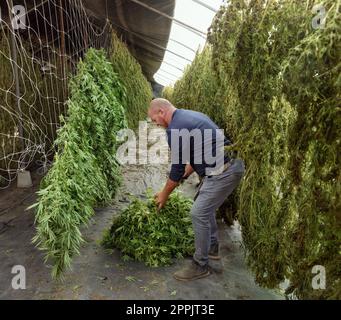 Bauernarbeiter hängt Marijuana-Pflanzen in einer Scheune zum Trocknen auf. Biologisches Cannabis Sativa Stockfoto