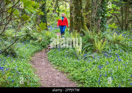 Courtmacsherry, West Cork, Irland. 24. April 2023. Eine Frau geht einen Pfad entlang, der sich in Courtmacsherry Woods, West Cork, durch die Blauen Glocken schlängelt. Kredit: AG News/Alamy Live News Stockfoto