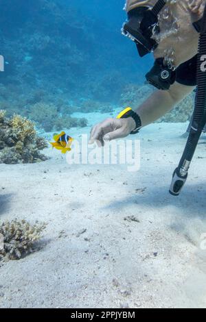 Ein Tauchgang über einem farbenfrohen Korallenriff und einem Anemonefisch, einer Unterwasserlandschaft Stockfoto