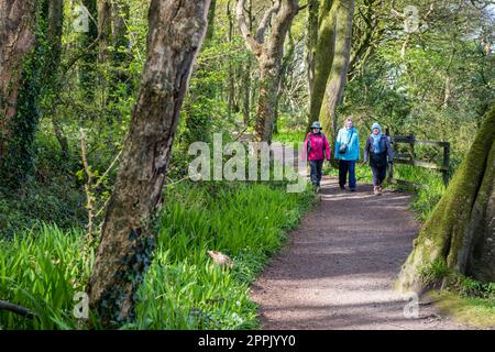 Courtmacsherry, West Cork, Irland. 24. April 2023. Eine Gruppe von Spaziergängern spaziert durch Courtmacsherry Woods, West Cork, an einem Tag im Frühlingssonnenschein. Kredit: AG News/Alamy Live News Stockfoto