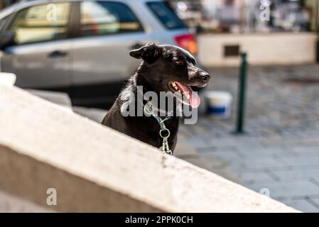 Der Hund sitzt auf der Treppe und wartet auf seinen Meister in Vilshofen Stockfoto