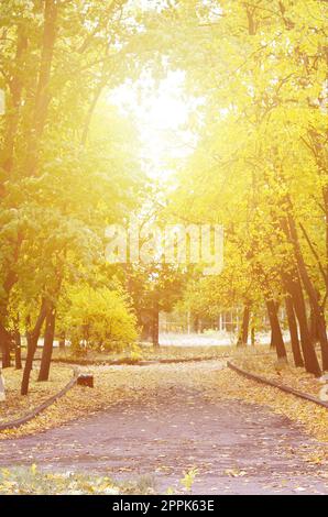 Abend Landschaft mit Gelbfärbung Bäume und eine Menge Blätter auf der Straße in den Park gefallen Stockfoto